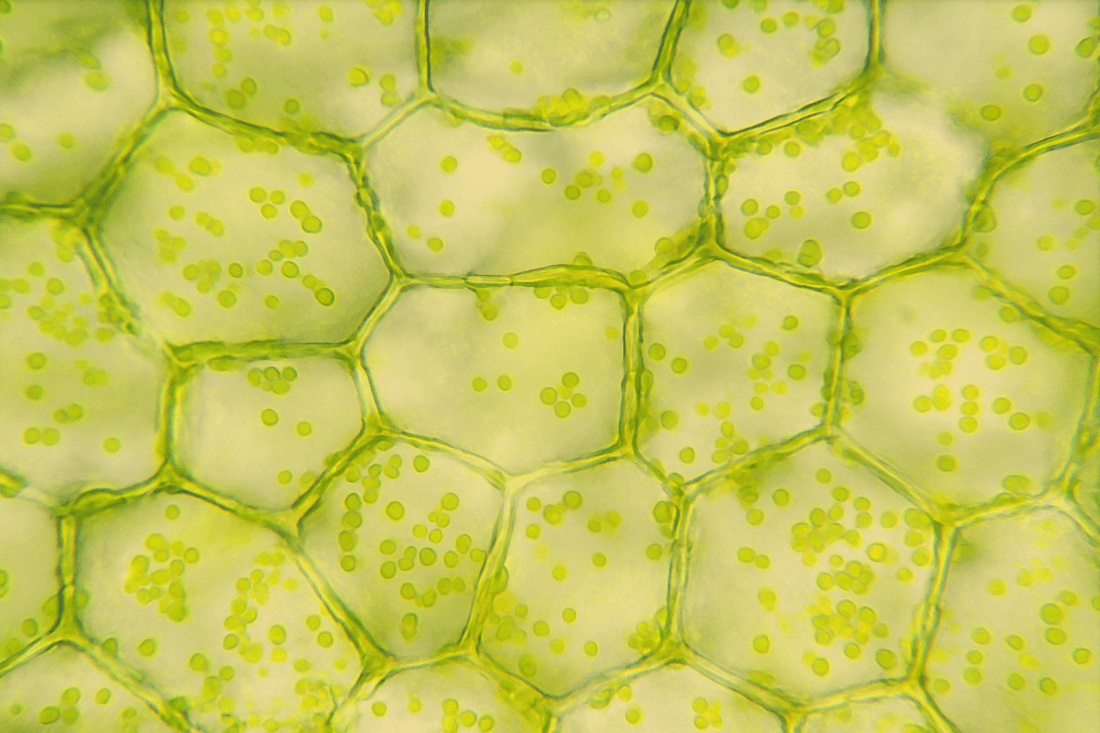 Cellulase