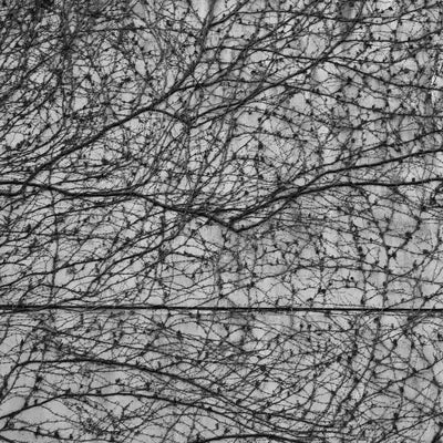 Choline Bitartrate