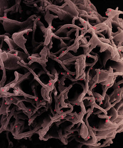 Alpha-Amylase