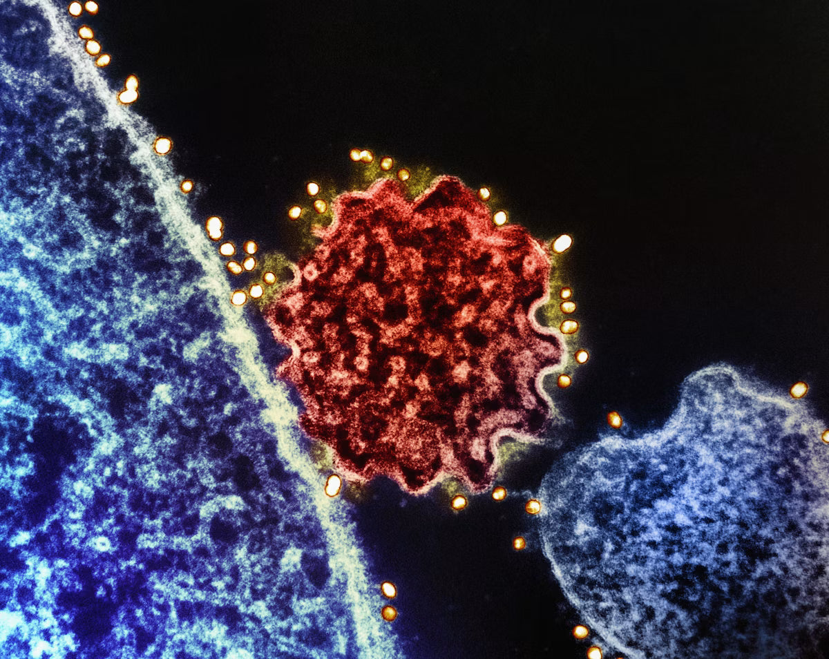 Digestive enzymes — macro photograph