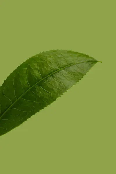 Green Tea Leaf Extract