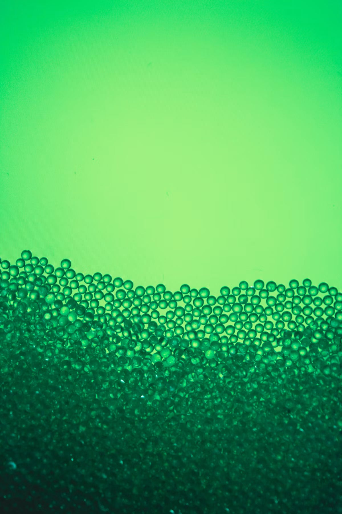 Greens & algae — macro photograph