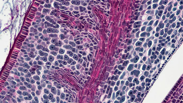 Inositol