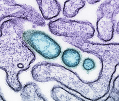 Lactase