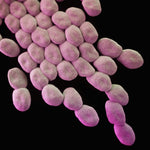 Biome Secret Lactobacillus Acidophilus