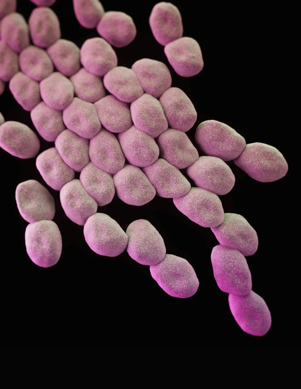 Lactobacillus