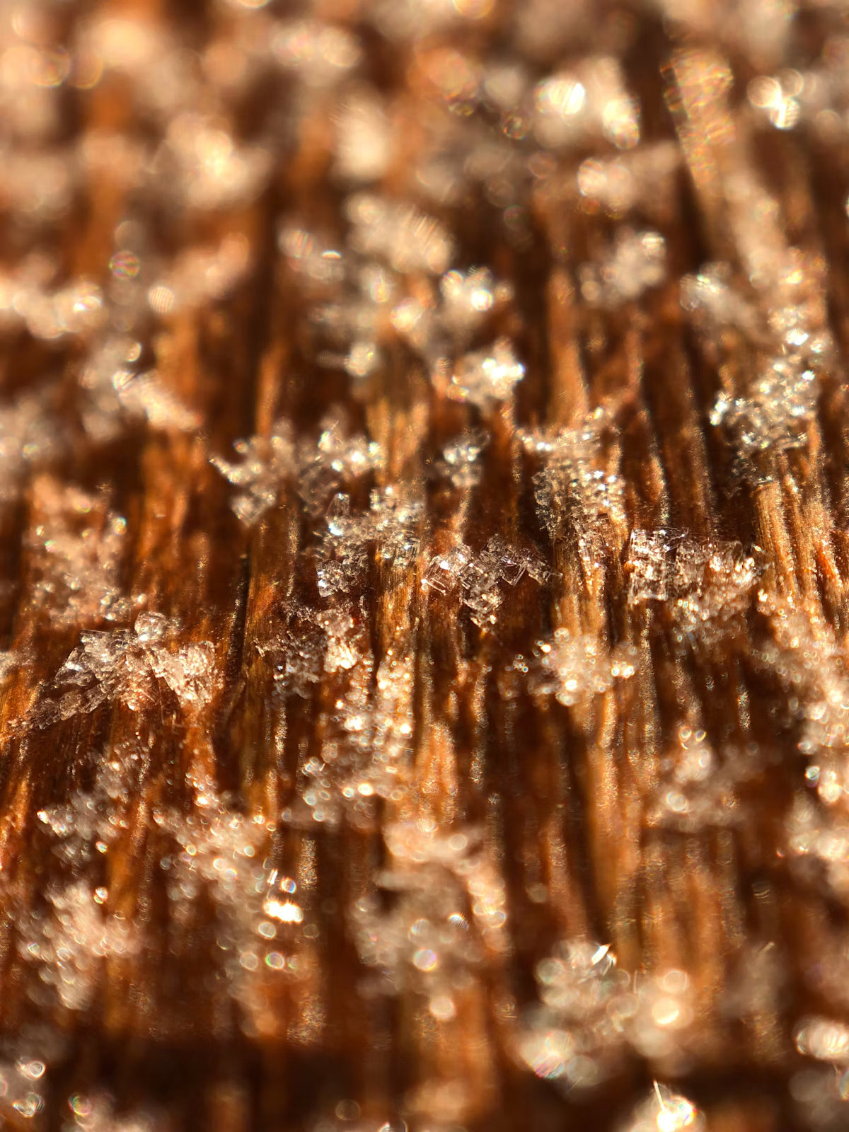 Prebiotic fiber — macro photograph