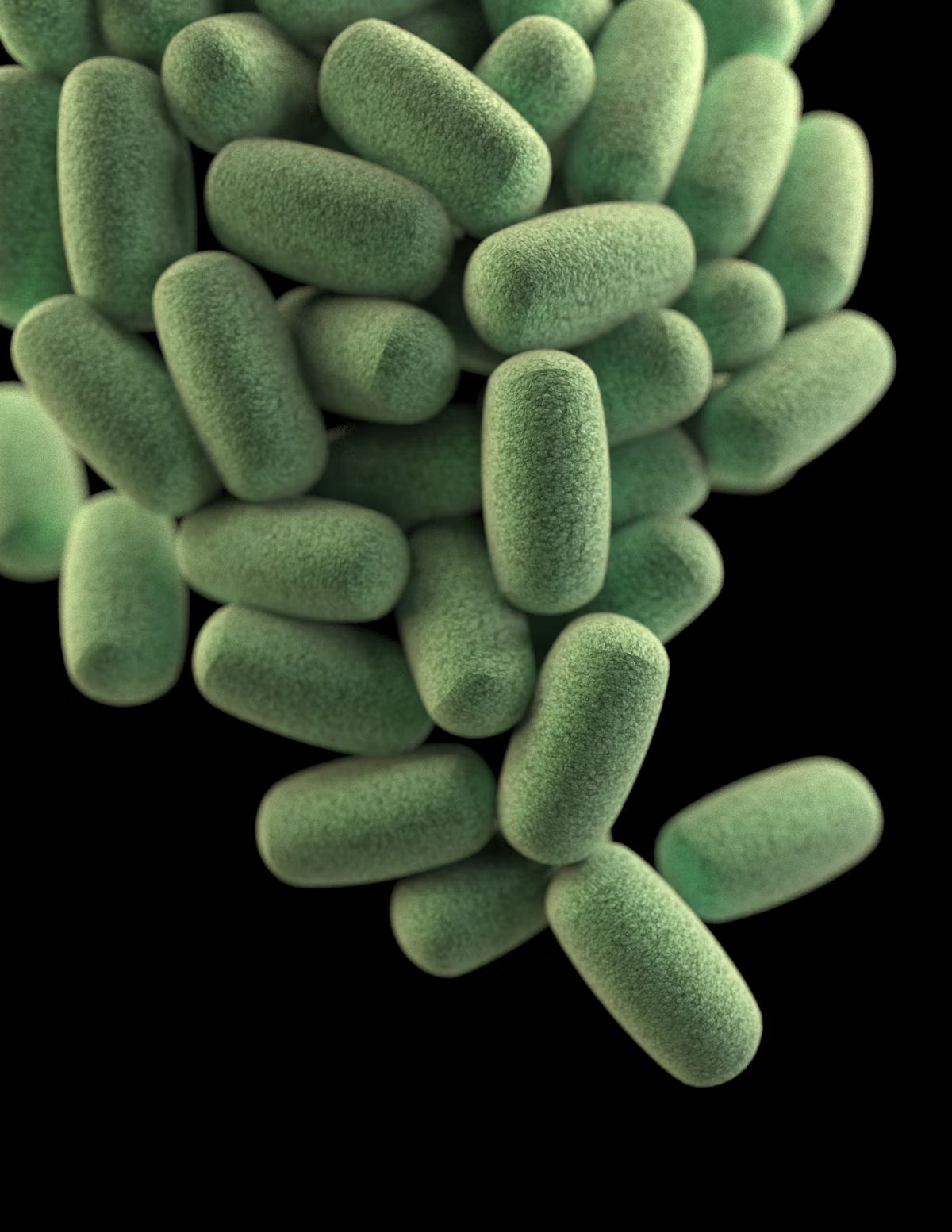 Probiotic strains — macro photograph