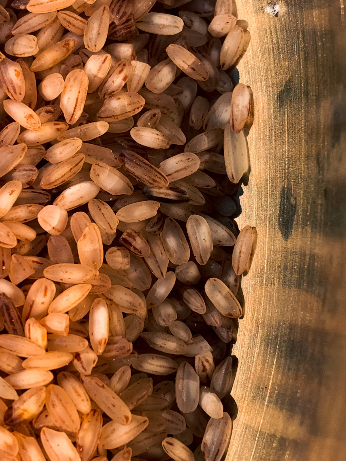 Protein blend — macro photograph