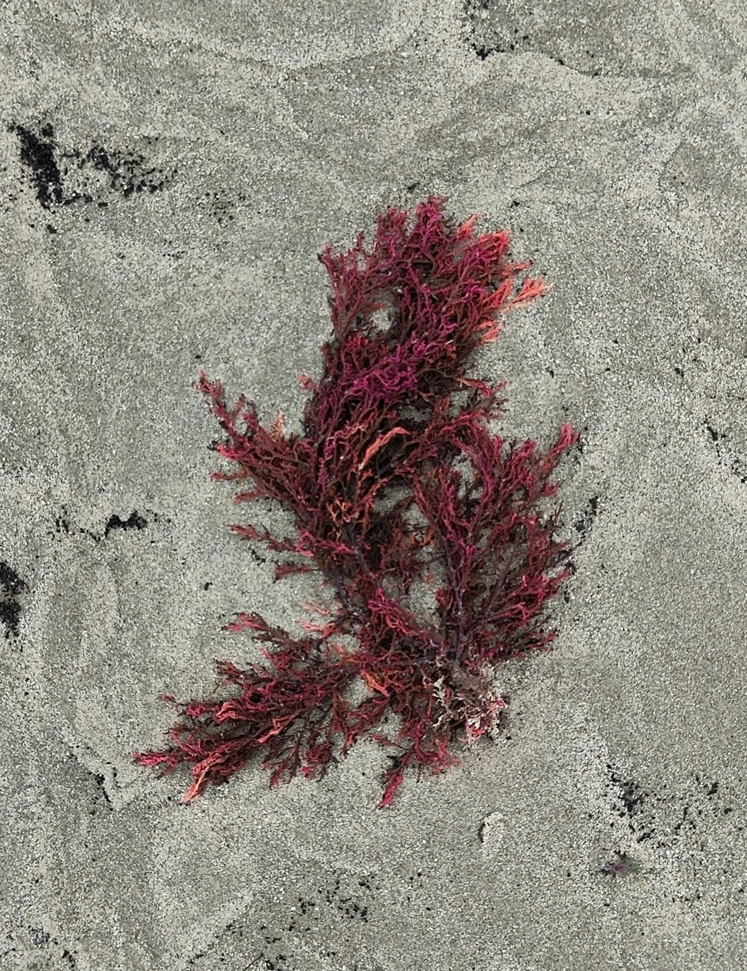 Biome Secret Red Algae