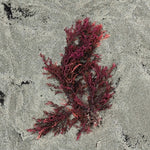 Biome Secret Red Algae