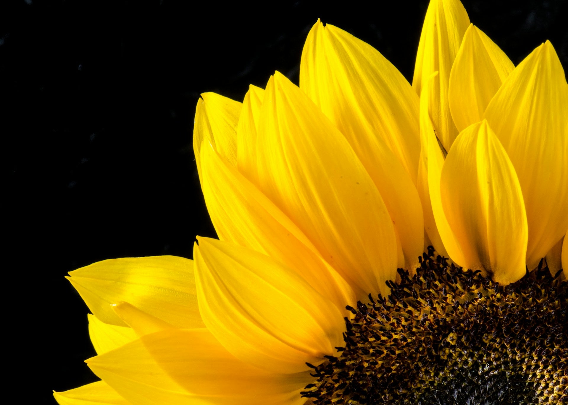 Biome Secret Sunflower